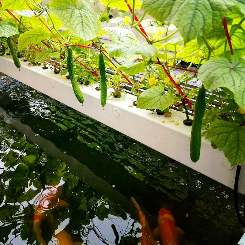 广安市智慧农业鱼菜共生 - 一站式服务